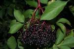 آقطی سیاه ( انگو کولی ) (Elderberry)
