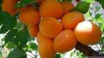 زردآلو  (Apricot)