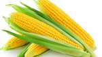 ذرت (corn)