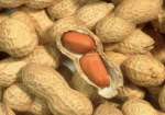 بادام زمینی (Peanut)