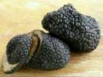 قارچ دنبالان (truffle)