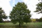 بلند مازو (caucasian oak)